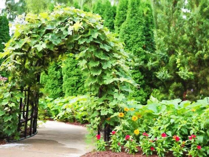 Rośliny pnące idealne na pergole – piękno, które warto zaprosić do ogrodu