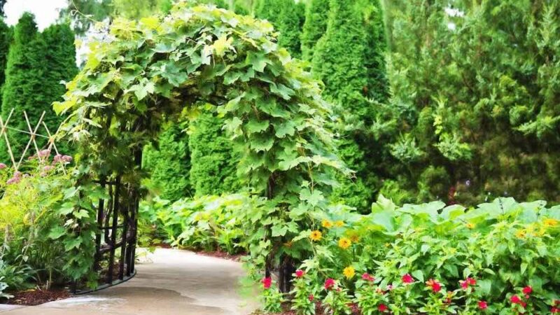 Rośliny pnące idealne na pergole – piękno, które warto zaprosić do ogrodu