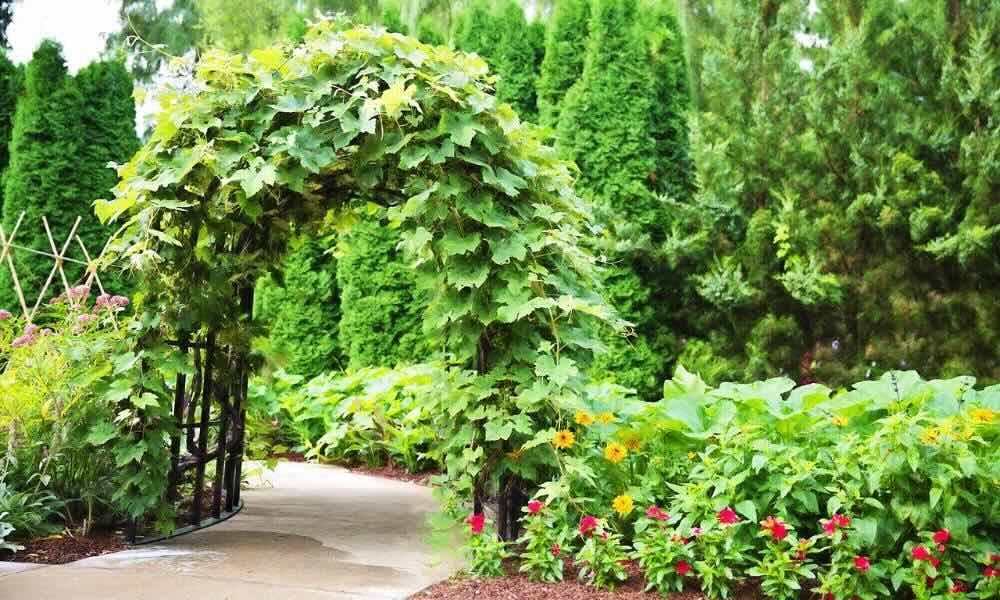 Rośliny pnące idealne na pergole – piękno, które warto zaprosić do ogrodu